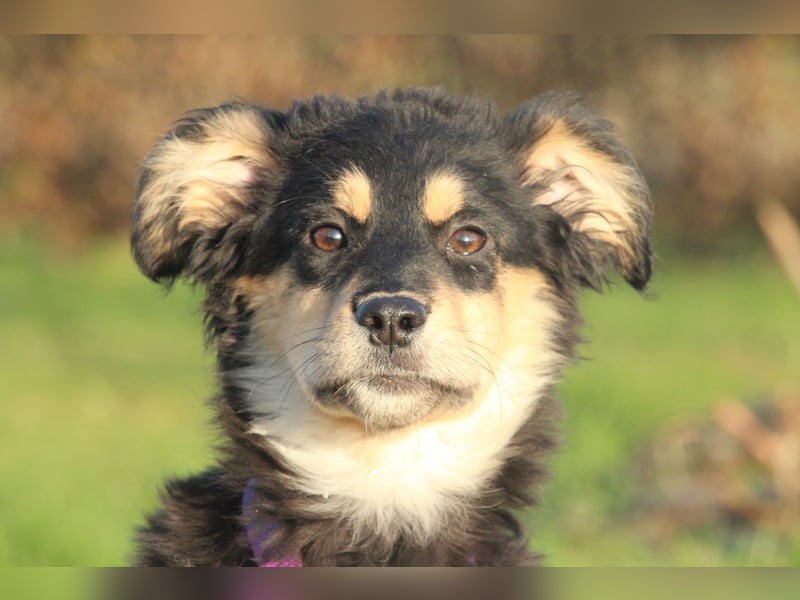 Nirella sucht liebevolle Familie....