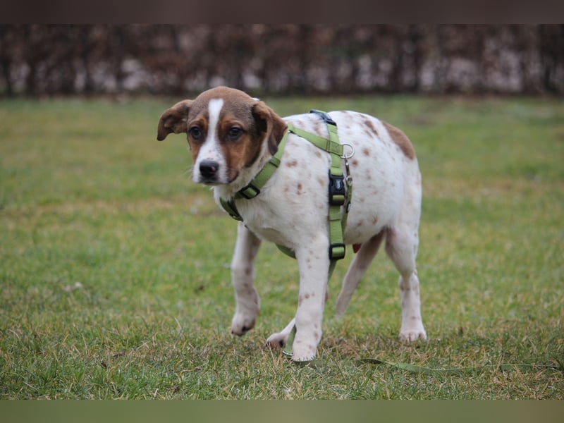 Delino – eine sanfte kleine Seele sucht sein Glück