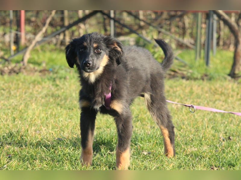 Hundemädchen Lani sucht ihr Glück...