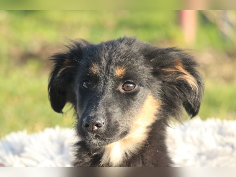 Hundemädchen Lani sucht ihr Glück...