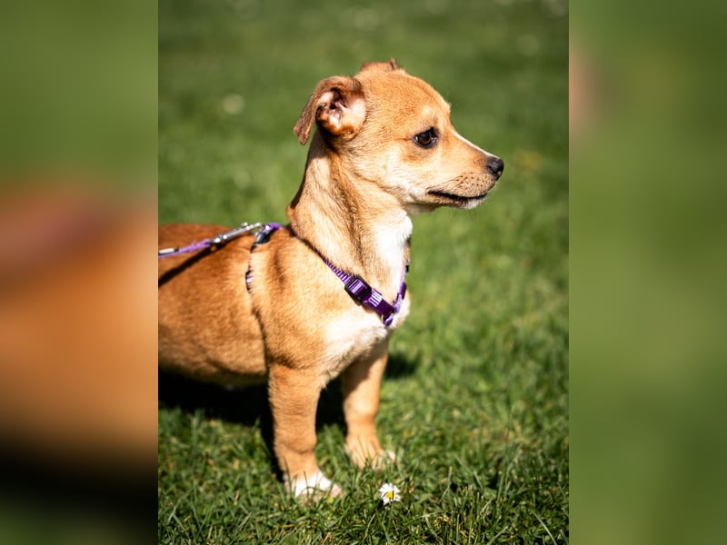 Wer schenkt unsere kleine Baylili ein Zuhause...