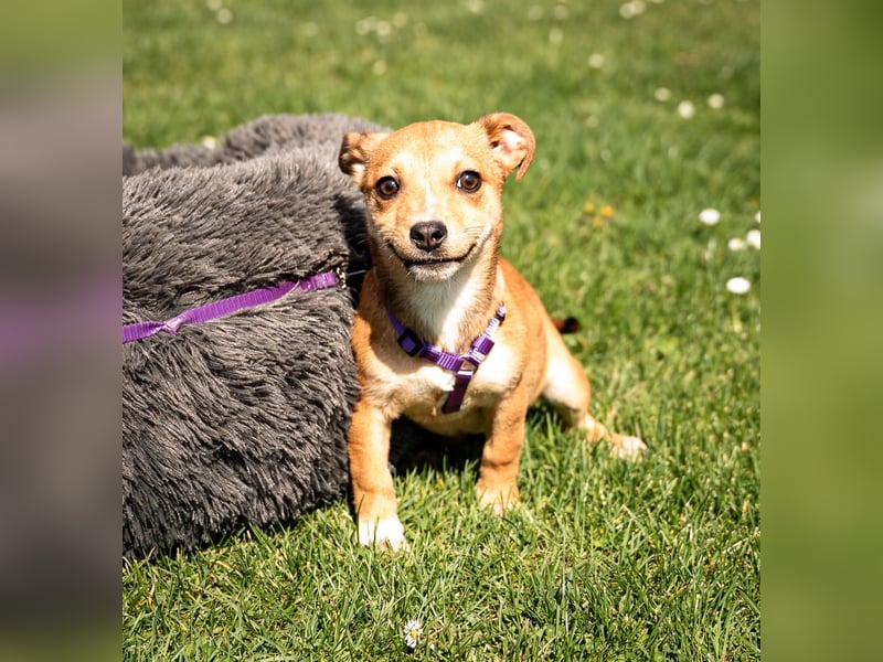 Wer schenkt unsere kleine Baylili ein Zuhause...