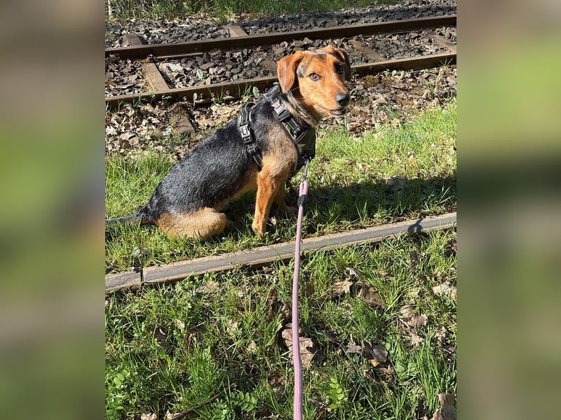 Laika sucht ihren Seelenverwandten...