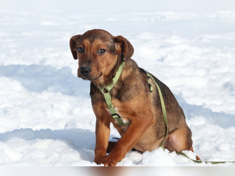 Jando möchte sein Herz verschenken...