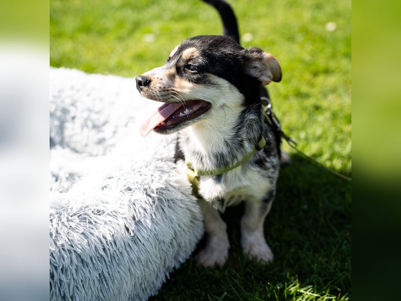 Alessio – ein kleines Herz auf vier Pfoten