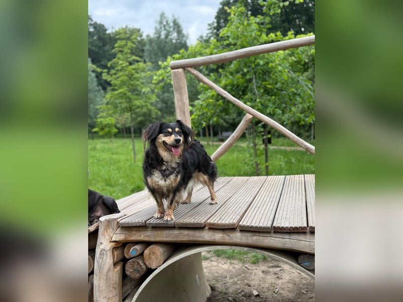 Cosima sucht ihr Für immer Zuhause