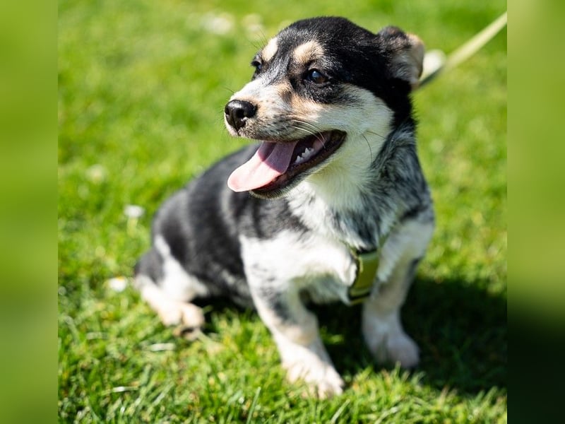 Alessio – ein kleines Herz auf vier Pfoten