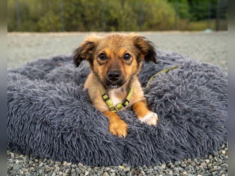Teddy - Ein Freund fürs Leben...