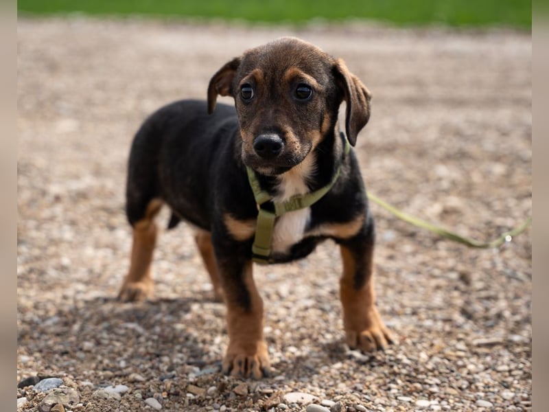 Ein großes Herz namens Elmino...