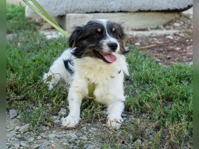 Maglino sucht sein für immer zu Hause...
