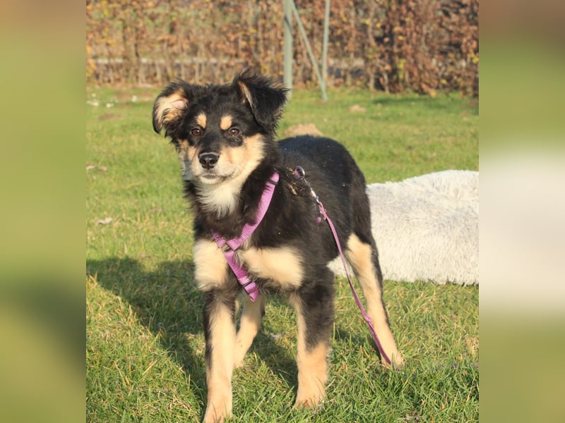 Nirella sucht liebevolle Familie....