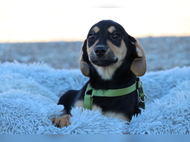 Alani such seine Herzensmenschen...