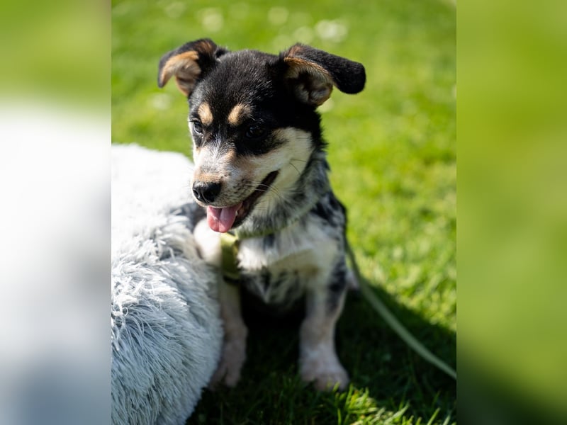 Alessio – ein kleines Herz auf vier Pfoten