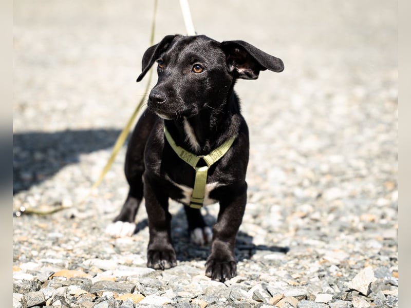Mimba sucht sein Glück...