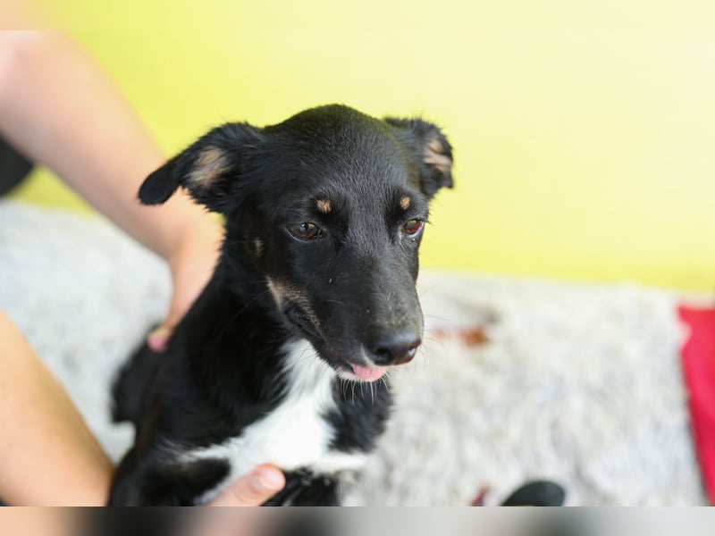 STELLA – kleine Zaubermaus sucht ihr großes Glück