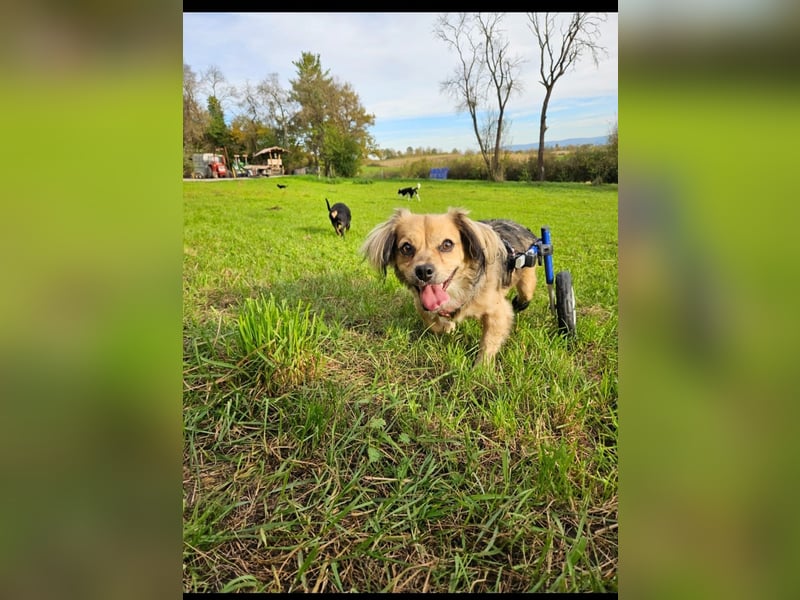 Bobi sucht ein Zuhause
