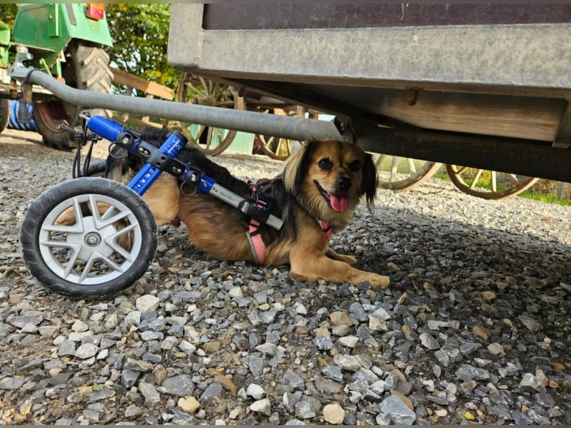 Bobi sucht ein Zuhause