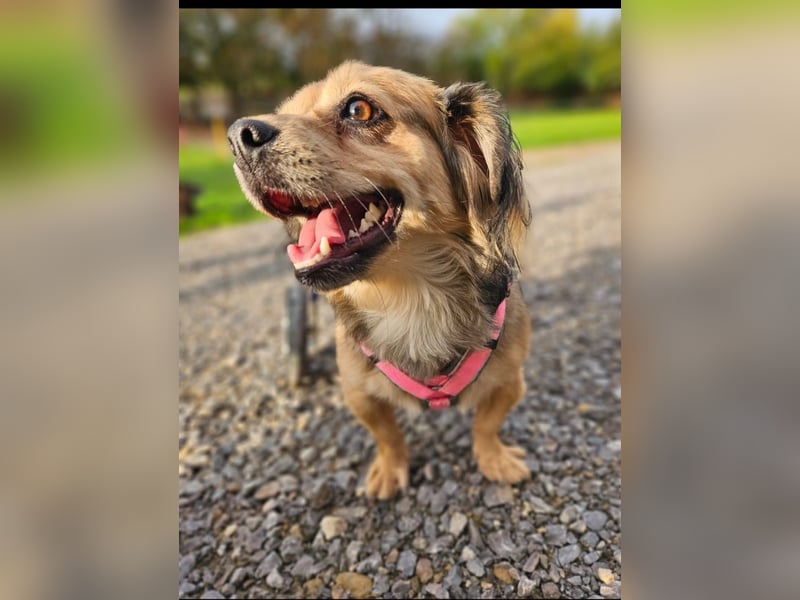Bobi sucht ein Zuhause