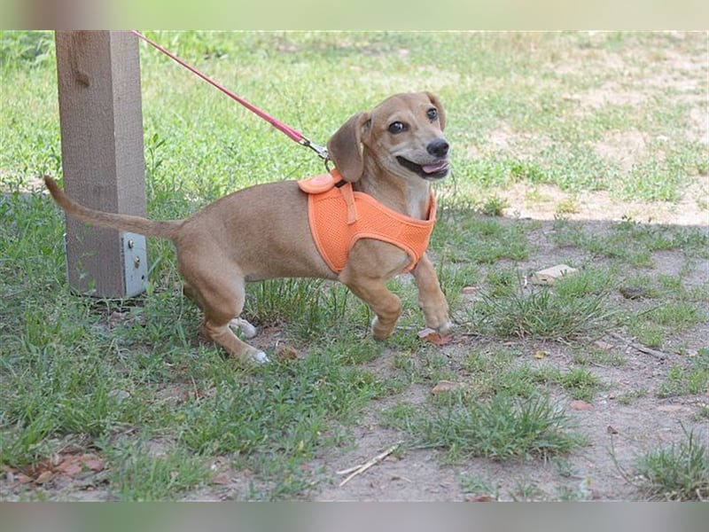 BUBU, zuckersüsse Maus. Der ideale Familienhund