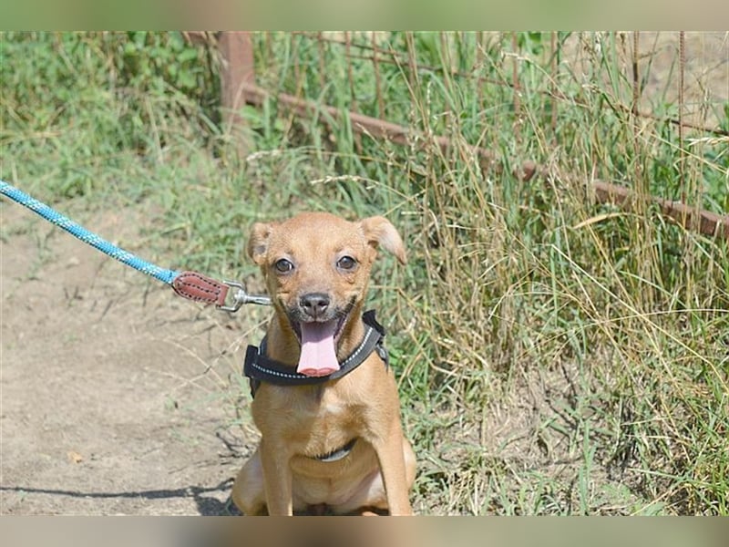 MARIE, zuckersüsse kleine Maus. Der ideale Familienhund