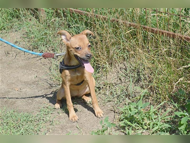 MARIE, zuckersüsse kleine Maus. Der ideale Familienhund