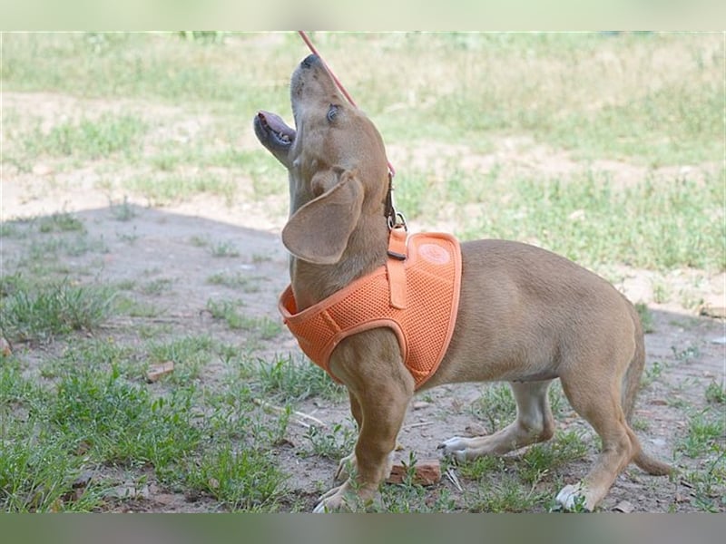 BUBU, zuckersüsse Maus. Der ideale Familienhund