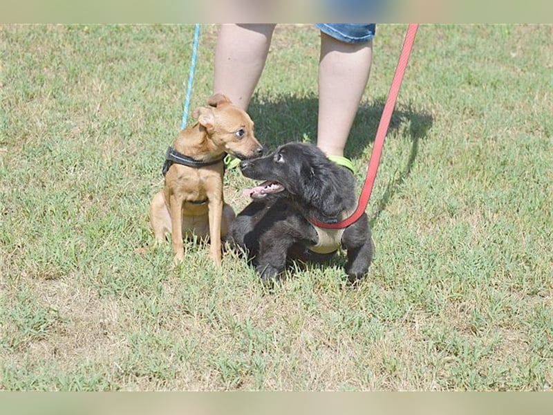 MARIE, zuckersüsse kleine Maus. Der ideale Familienhund