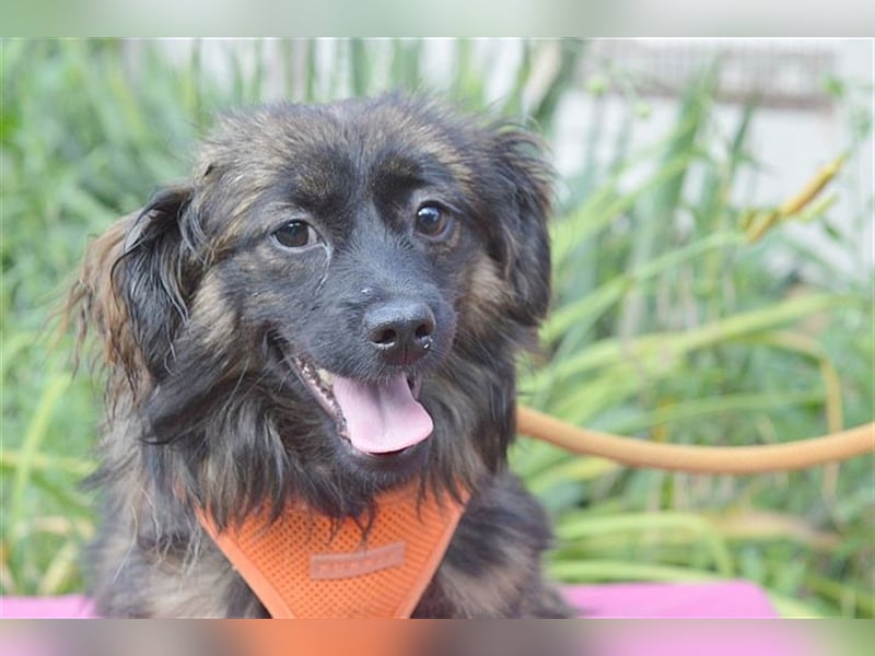 DAHLA, zuckersüsse, kleine Maus. Mag auch Katzen