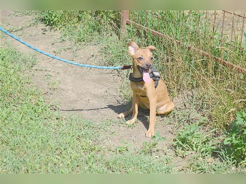 MARIE, zuckersüsse kleine Maus. Der ideale Familienhund