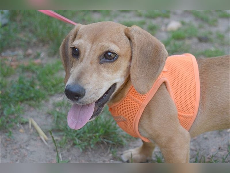 BUBU, zuckersüsse Maus. Der ideale Familienhund
