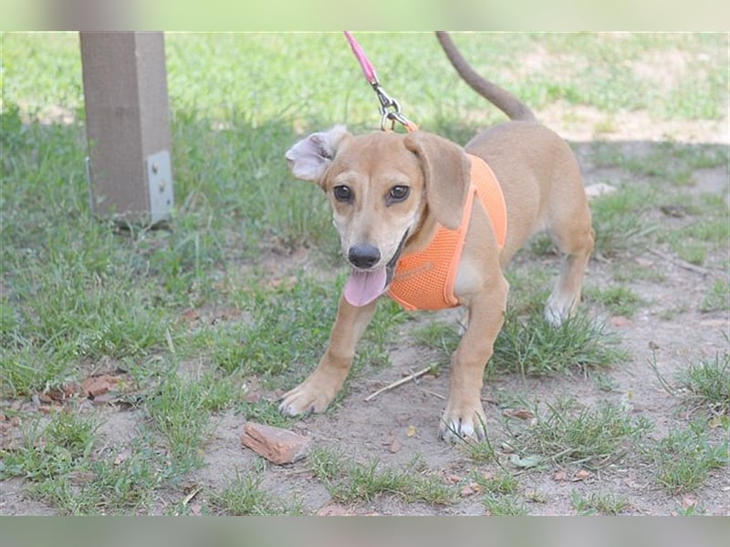 BUBU, zuckersüsse Maus. Der ideale Familienhund