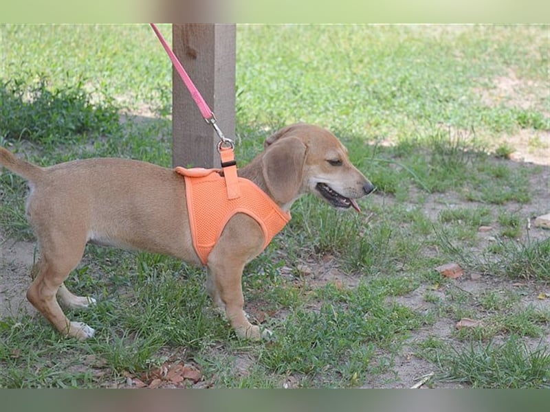 BUBU, zuckersüsse Maus. Der ideale Familienhund