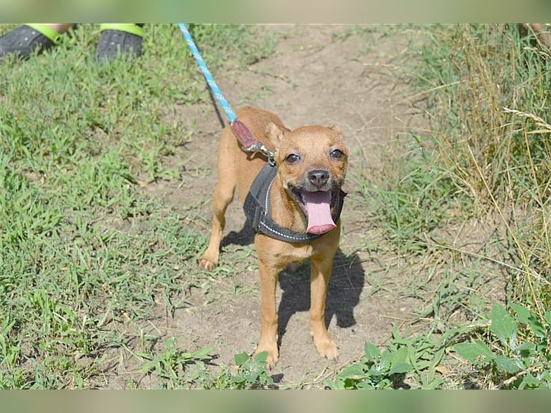 MARIE, zuckersüsse kleine Maus. Der ideale Familienhund