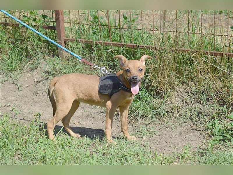 MARIE, zuckersüsse kleine Maus. Der ideale Familienhund