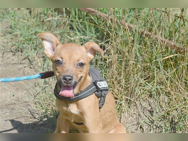 MARIE, zuckersüsse kleine Maus. Der ideale Familienhund