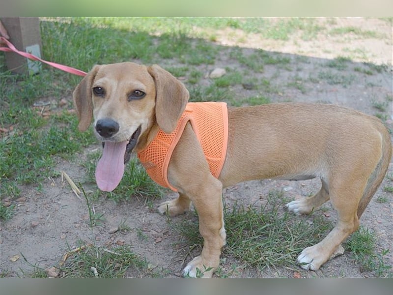 BUBU, zuckersüsse Maus. Der ideale Familienhund