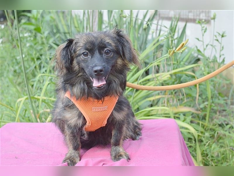 DAHLA, zuckersüsse, kleine Maus. Mag auch Katzen