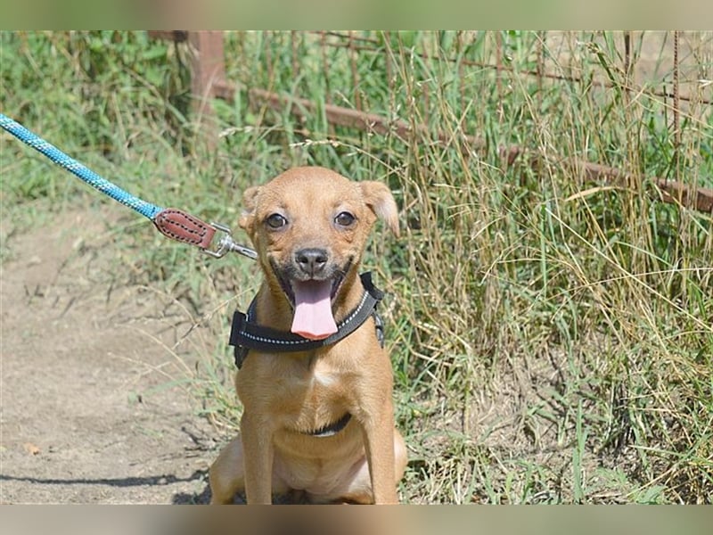 MARIE, zuckersüsse kleine Maus. Der ideale Familienhund