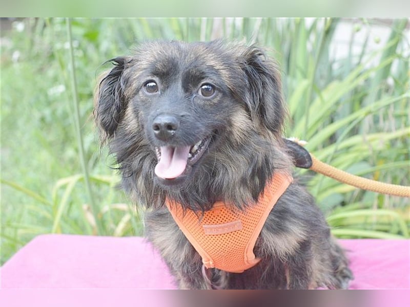 DAHLA, zuckersüsse, kleine Maus. Mag auch Katzen