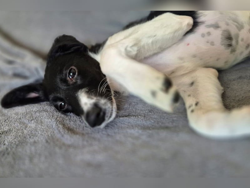 Süße ♥Suki♥ wartet bereits in 32130 Enger auf ihre Für-Immer-Menschen