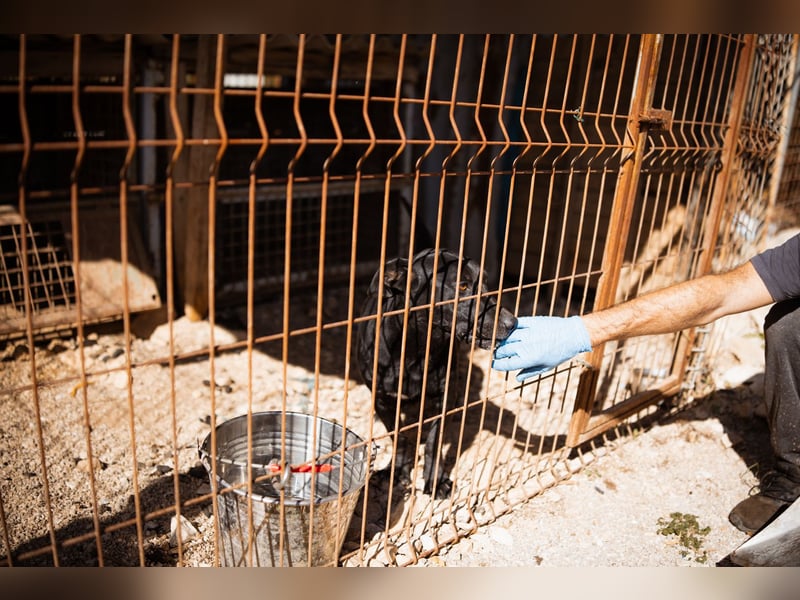 Kajo ❤️ super lieber Bub sucht Zuhause