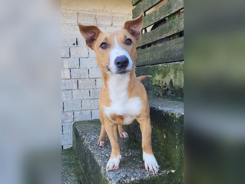 Aurelia ❤️ aufgeweckte, so fröhliche Maus