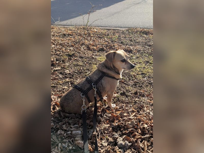 Sanfte ♥ Mirna ♥ in 67663 Kaiserslautern