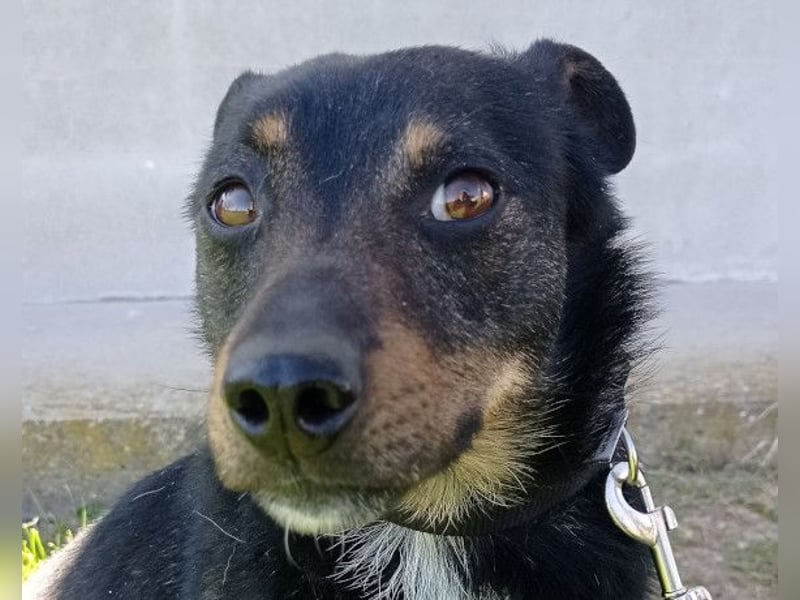 Rio ❤️ freundlicher Herzenshund sucht Familie!