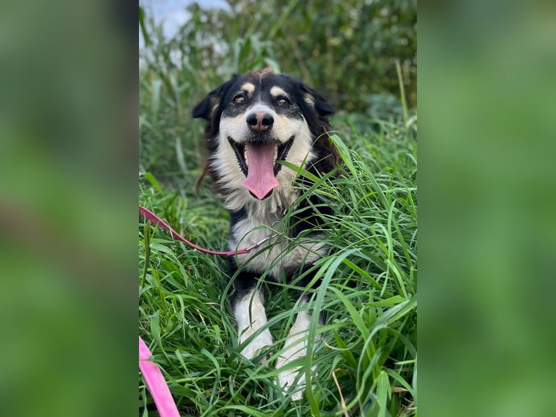 Lucy ❤️ offene, neugierige, so liebe Hundedame