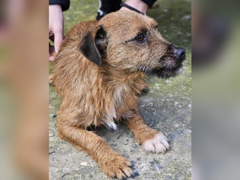 Bentley ❤️ kleiner, verspielter Lausbub!