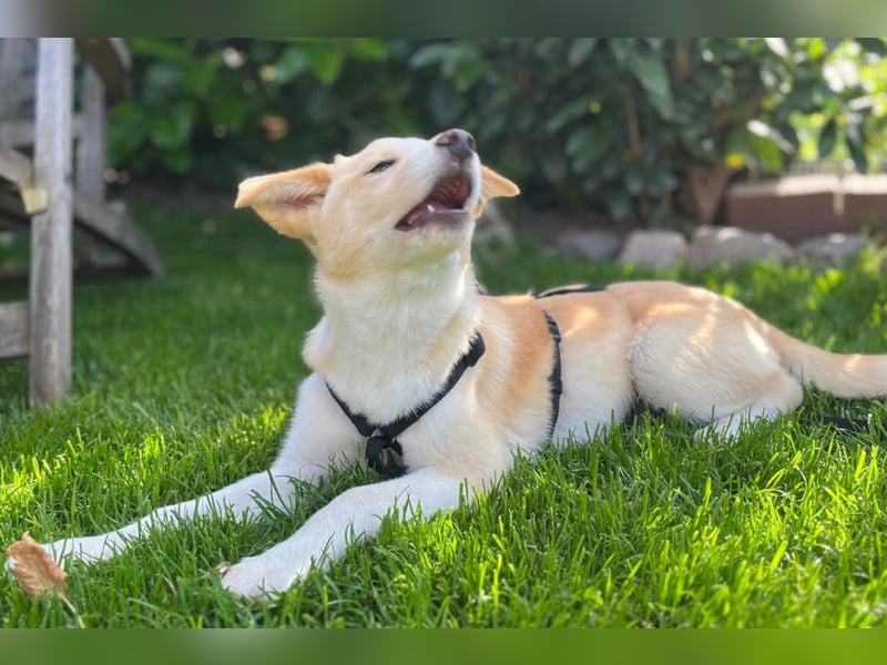 Kleine ♥Tina♥ wartet bereits in 21465 Wentorf auf ihre treuen Für-Immer-Menschen
