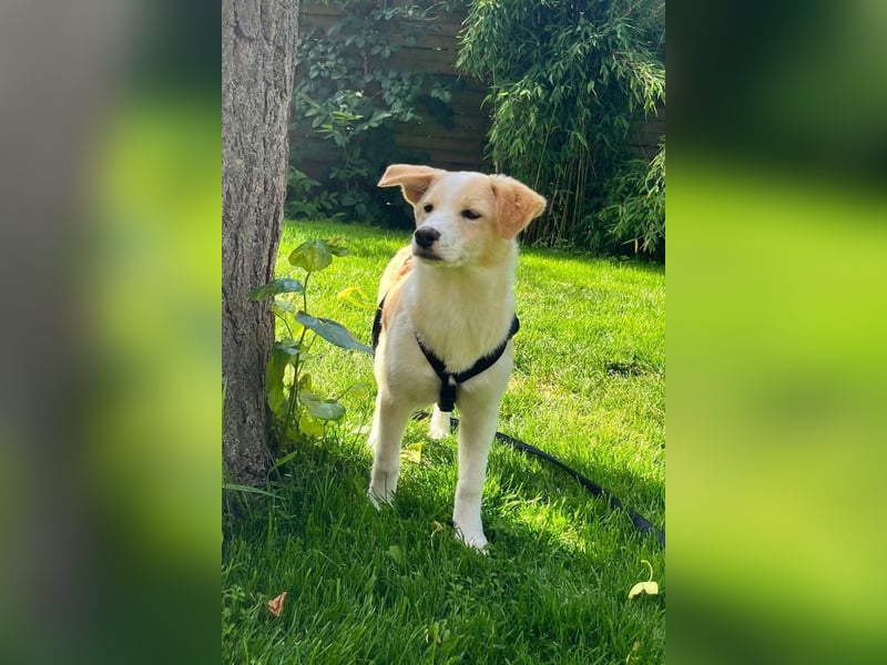 Kleine ♥Tina♥ wartet bereits in 21465 Wentorf auf ihre treuen Für-Immer-Menschen
