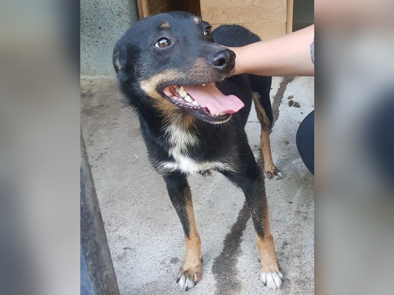 Rio ❤️ Herzenshund sucht Familie!