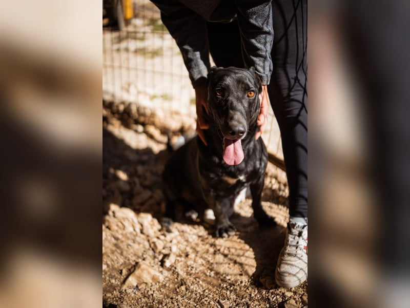 Kajo ❤️ super lieber Bub sucht Zuhause